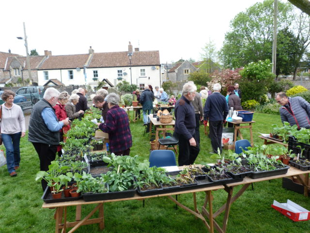 Gallery – Yatton Horticultural Society